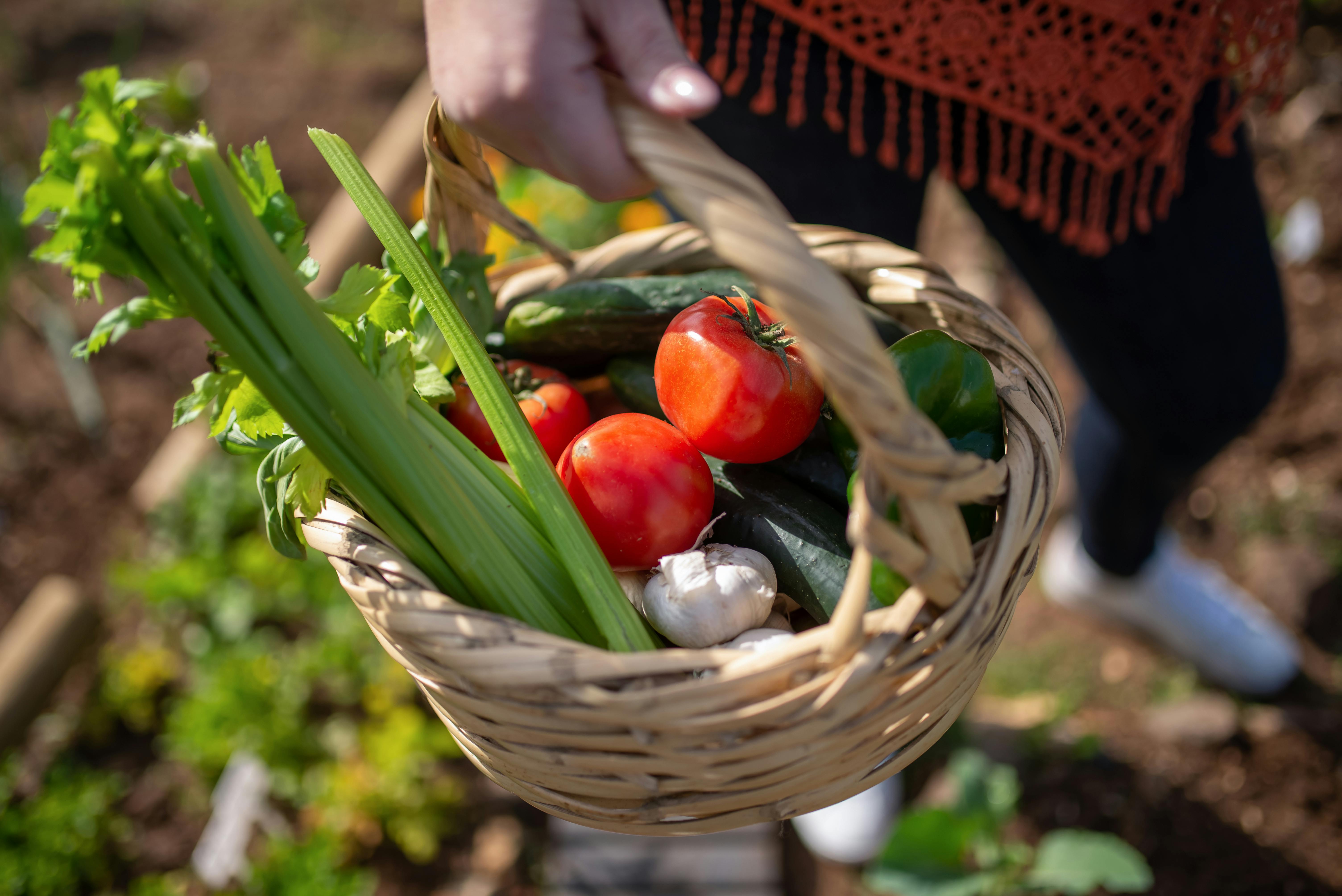 Ein Korb mit frischem Gemüse in einem Garten, der heimische Gartenarbeit und nachhaltiges Leben symbolisiert.